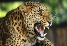 गुलदार के हमले में युवक की मौत