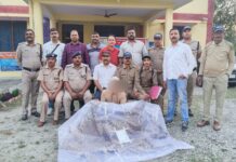 गुलदार की खाल के साथ तस्कर गिरफ्तार