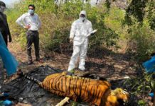 कॉर्बेट टाइगर रिजर्व में मृत मिला नर बाघ