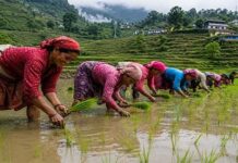 पड़्याल: पहाड़ की मिट्टी में बसी अपनत्व की मिसाल