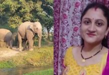 दूध लेकर लौट रही महिला को हाथी ने पटक कर मार डाला