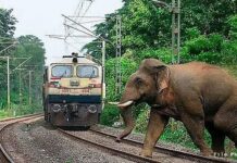 ट्रेन की चपेट में आने से हाथी की मौत